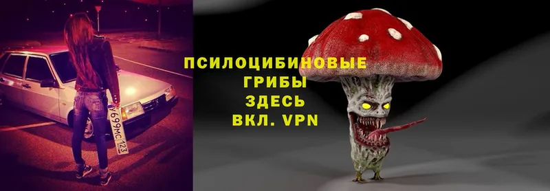 продажа наркотиков  Струнино  Псилоцибиновые грибы Cubensis 